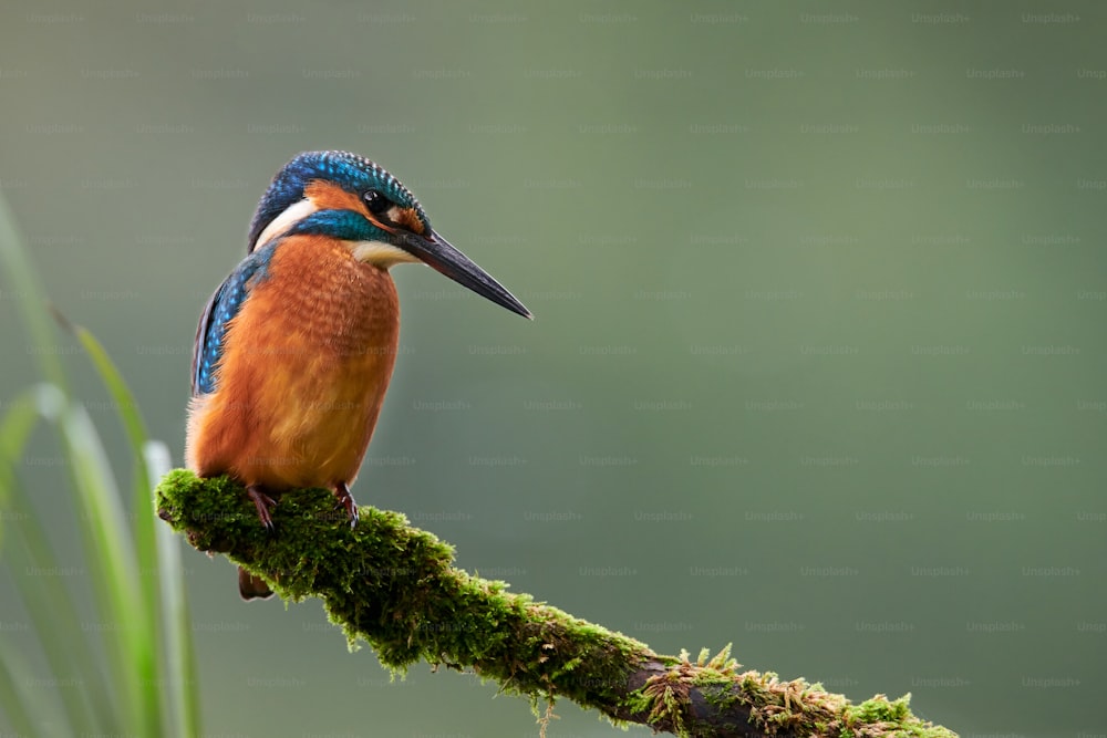 Beautiful and colorful kingfisher (Alcedo atthis) perched on a branch covered in moss, looks toward the water of the river in search of fish to catch.