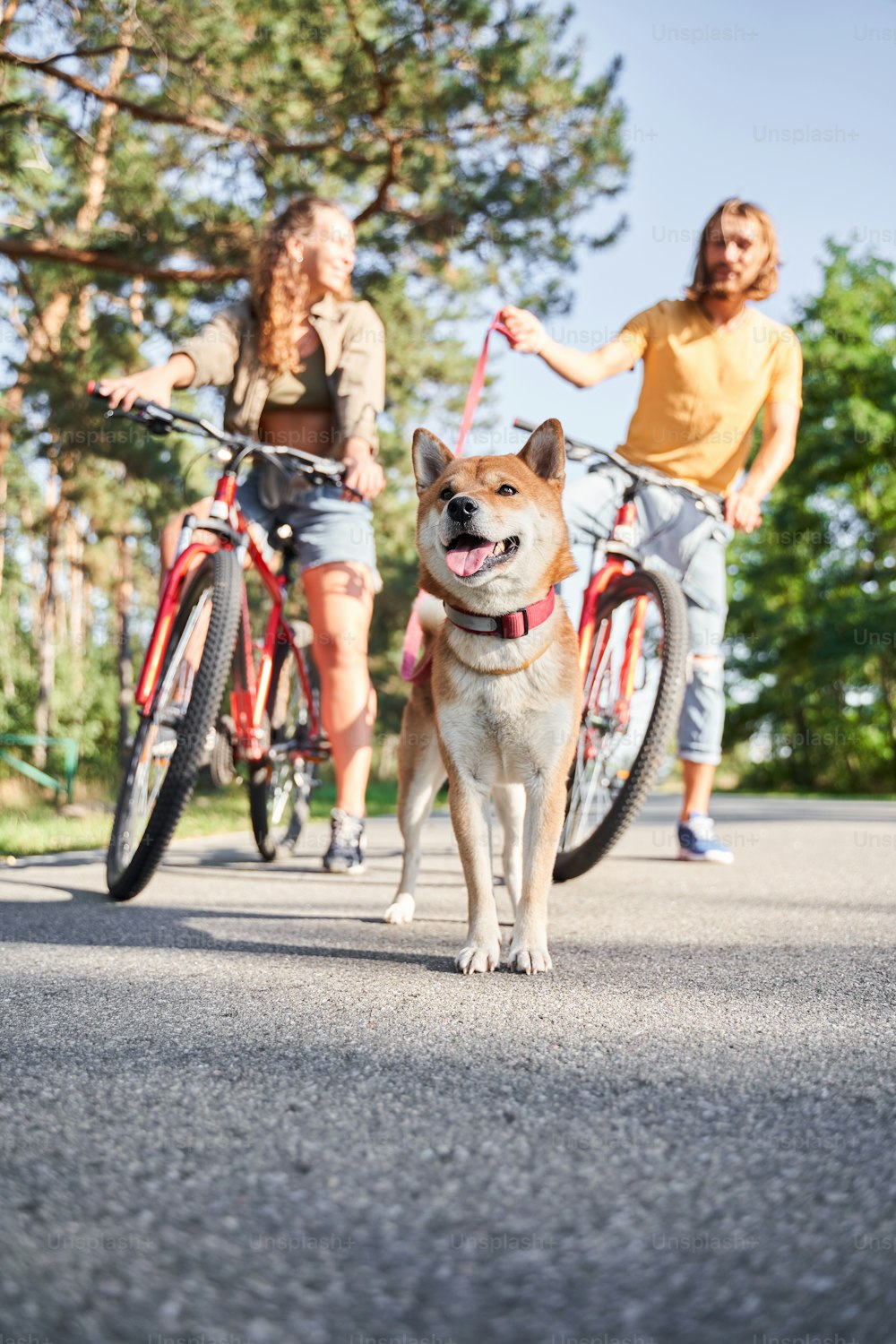Couple of cyclists with their dog talking to each other while relaxing in a spring forest. Focus at the dog, couple are blurred