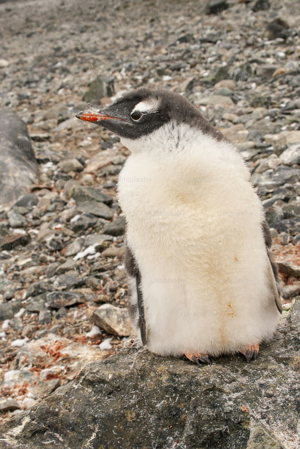 Ein Eselspinguin in der Antarktis