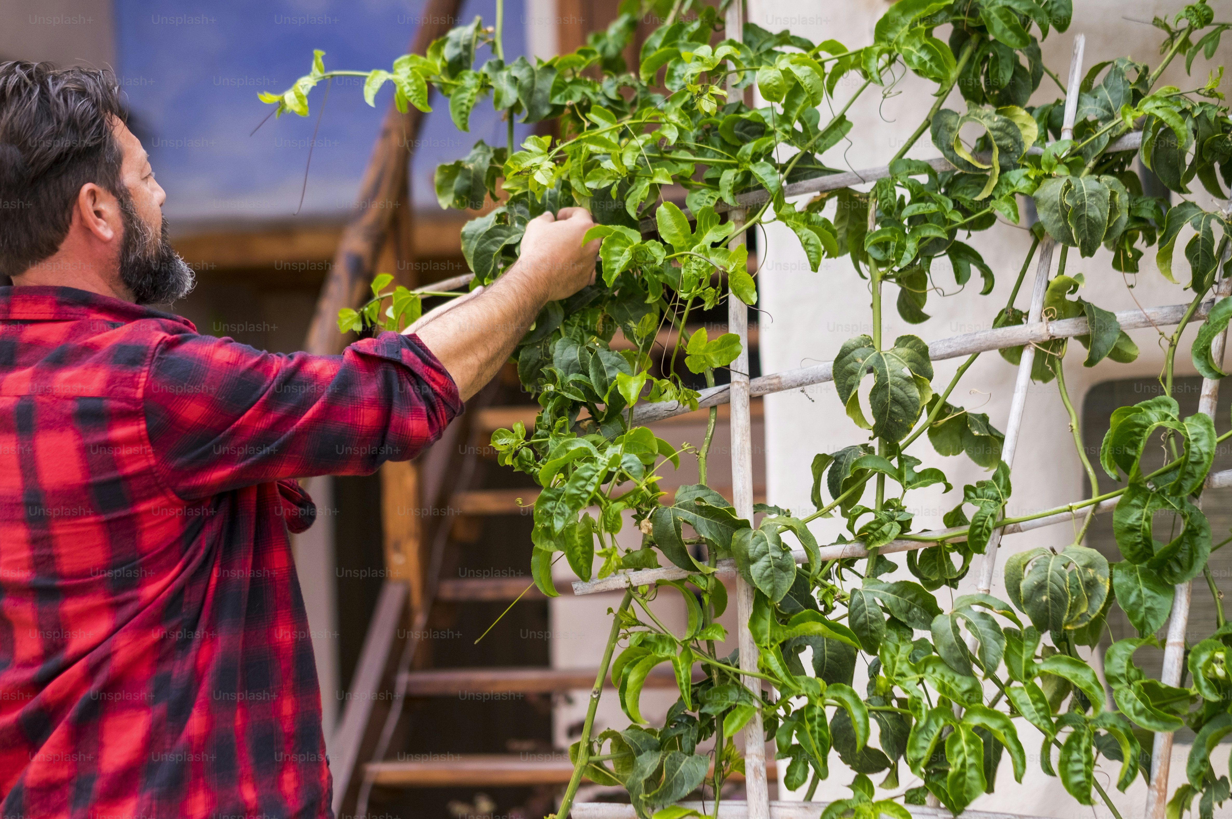Adult man have care of garden at home - gardening outdoor leisure activity concept with caucasian male people enjoying nature