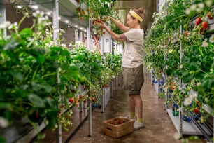 Joven trabajadora de una granja vertical contemporánea de pie junto a la caja de madera con fresas maduras frescas mientras recoge una nueva cosecha