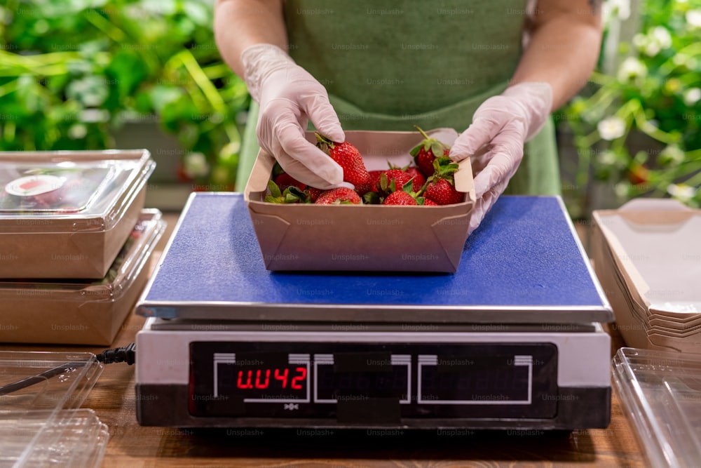 Gloved hands of young female worker of vertical farm standing by scales and putting fresh ripe strawberries into paper container