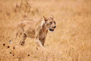 Une lionne sauvage (Panthera leo) se promène dans la savane jaune du Botswana.