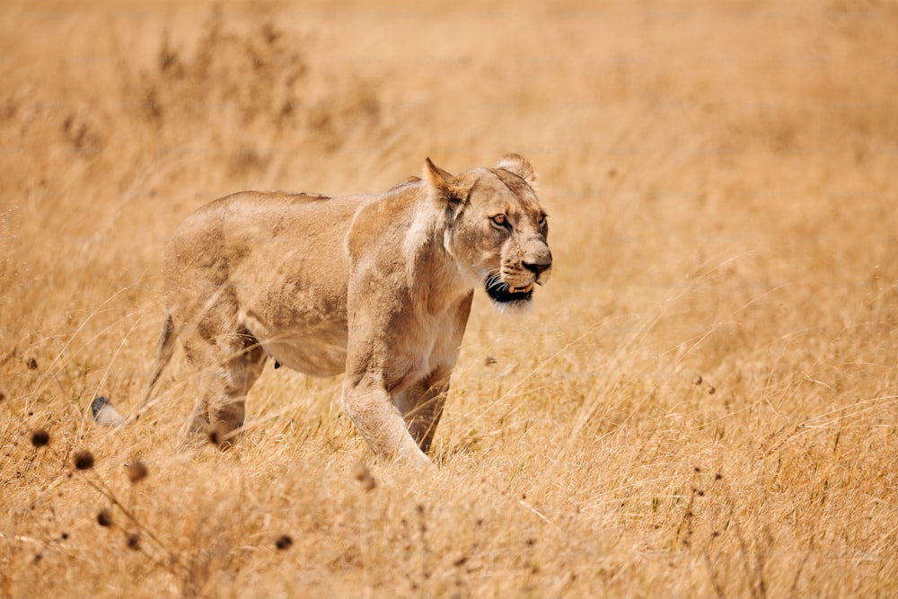 Wild lioness (Panthera leo) walks in the yellow savannah of Botswana.
