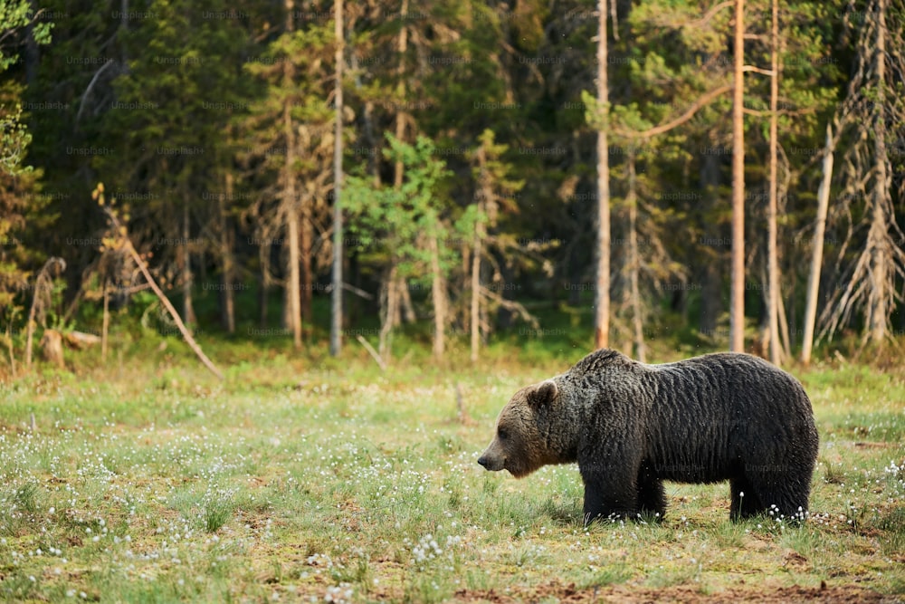 Wild brown bear (Ursus arctos)  walking in the green finnish taiga at dawn