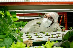 Joven investigador contemporáneo o ingeniero agrónomo en ropa de trabajo protectora mirando plántulas verdes en macetas pequeñas mientras trabaja en una granja vertical
