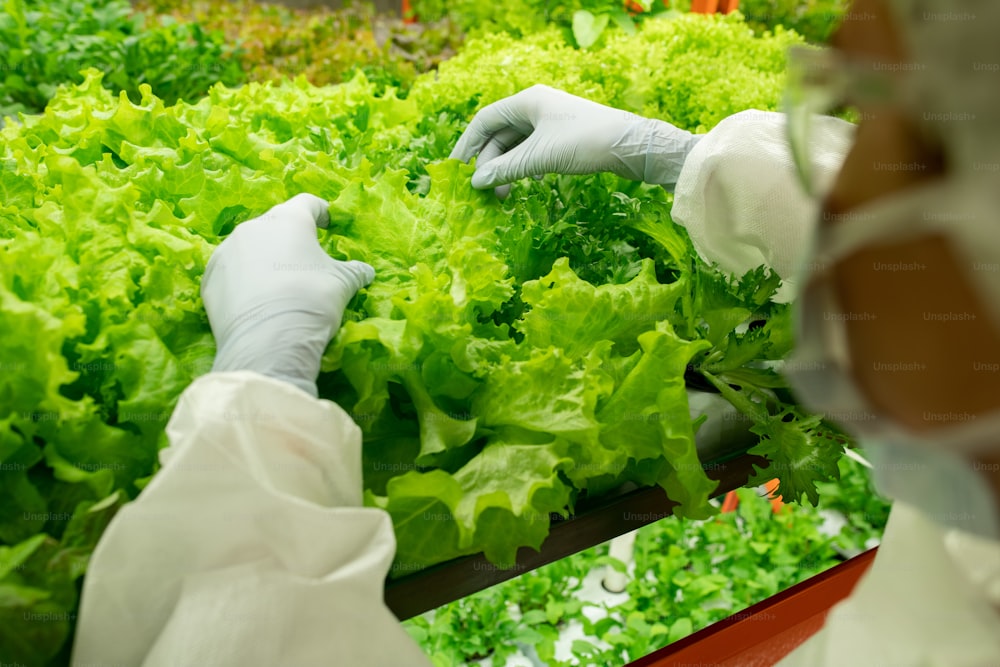 Behandschuhte Hände des Arbeiters einer modernen vertikalen Farm über grünen Salatsetzlingen, die während der Qualitätskontrolle im oberen Regal wachsen