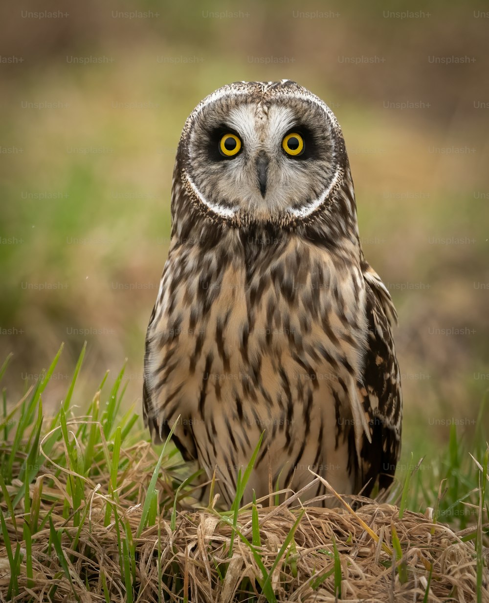 A short-eared owl portrait