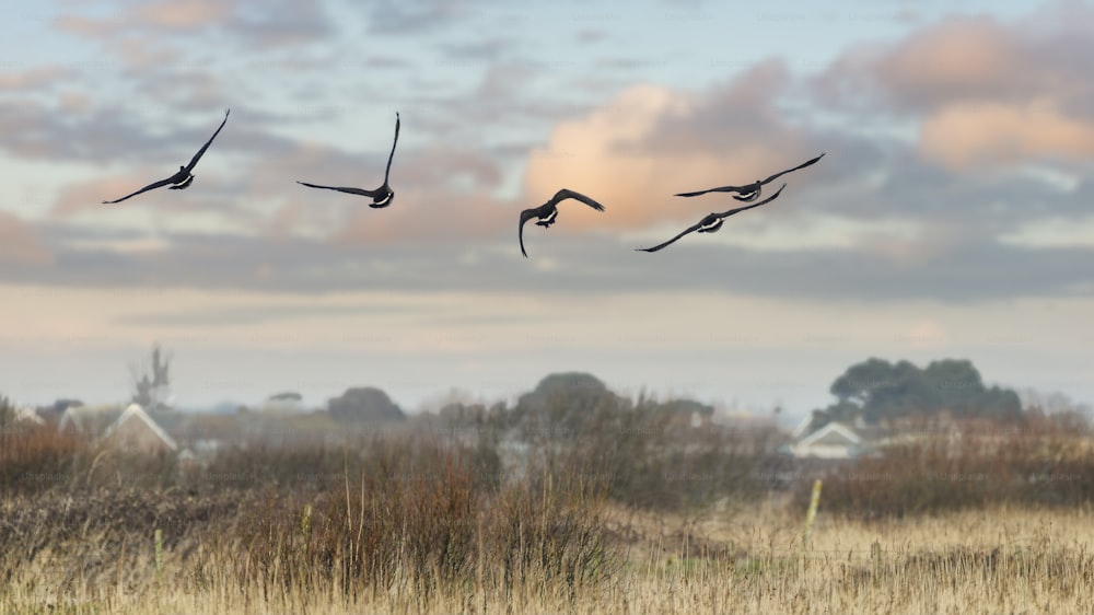 Small formation of Canada goose flying in clear Winter sky