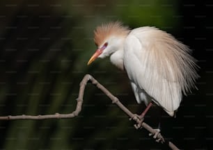 Cattle egret in Northern Florida