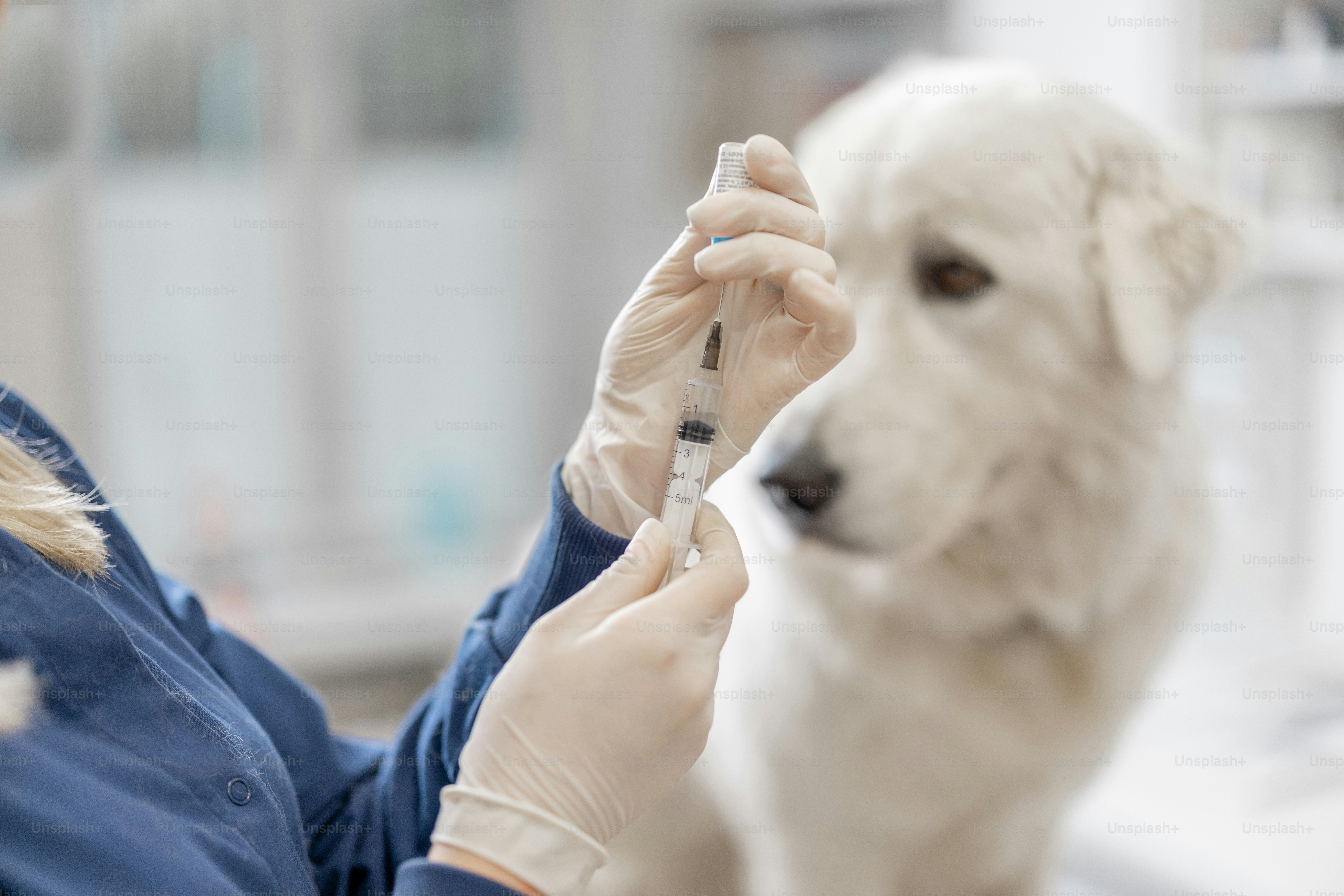 Veterinario che tiene la siringa con il vaccino vicino a un grosso cane bianco in clinica. Trattamento e cura dell'animale domestico. Vaccinazione antirabbica annuale. Primo piano