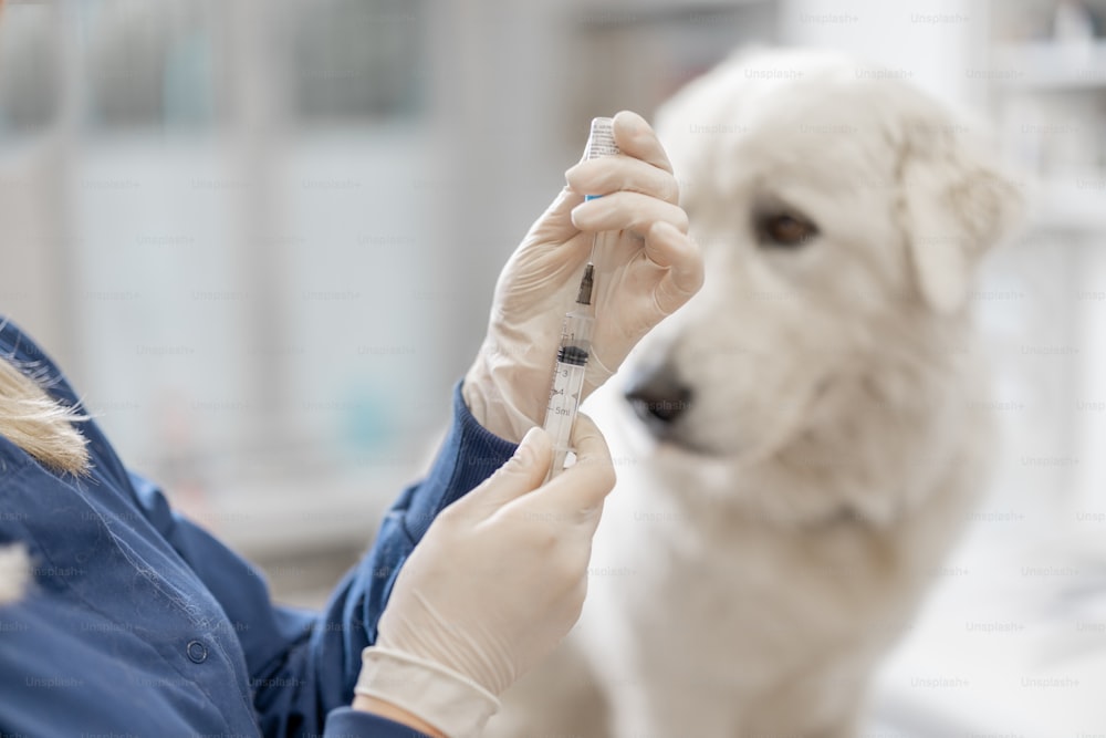Vétérinaire tenant une seringue avec un vaccin près d’un gros chien blanc dans une clinique. Traitement et soins pour animaux de compagnie. Vaccination annuelle contre la rage. Gros plan