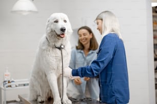 Portrait of big white fluffy dog sitting on vet table with tongue out while veterinarian and owner speaking about examination and procedure. Pet care and visit a doctor.