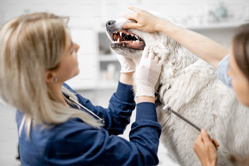 Die Ärztin inspiziert den Mund und die Zähne des Hundes in der Tierklinik mit dem Besitzer. Haustierpflege und Check-up. Besuch beim Tierarzt. Reinigungsverfahren.