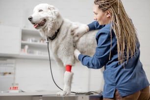 Le vétérinaire examine un gros chien blanc malade avec un stéthoscope dans une clinique vétérinaire pendant que l’animal se tient debout à la table d’examen. Examen de l’animal.