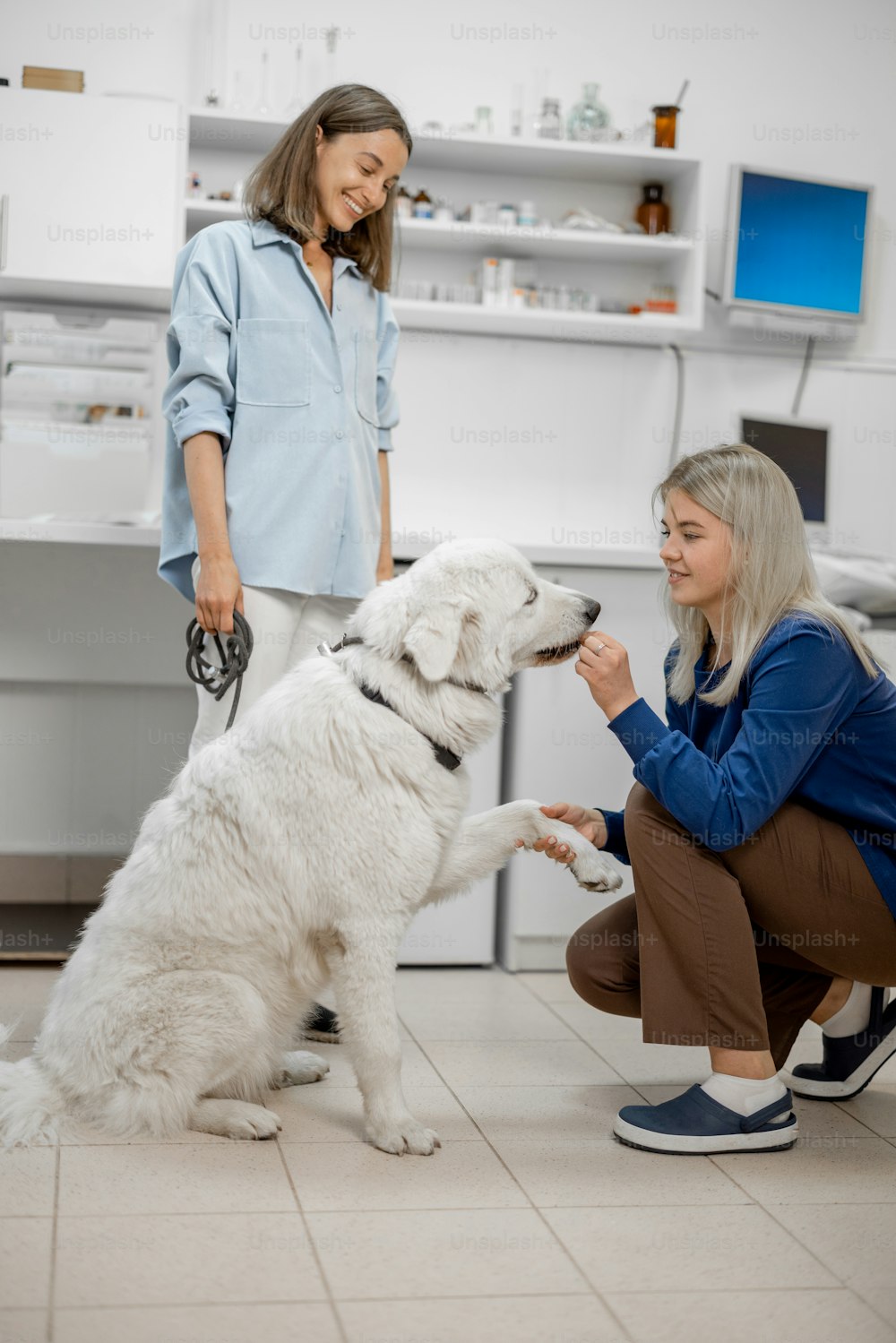 Médico veterinário fêmea agachando-se para o grande cão branco e dá um deleite. Cão dá uma pata. A jovem dona do sexo feminino amarrando atrás do cão.