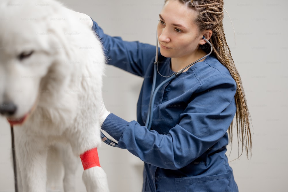 Tierarzt untersucht kranker großer weißer Hund mit Stethoskop in Tierklinik, während Haustier am Untersuchungstisch steht. Untersuchung des Tieres. Fokus auf Arzt.