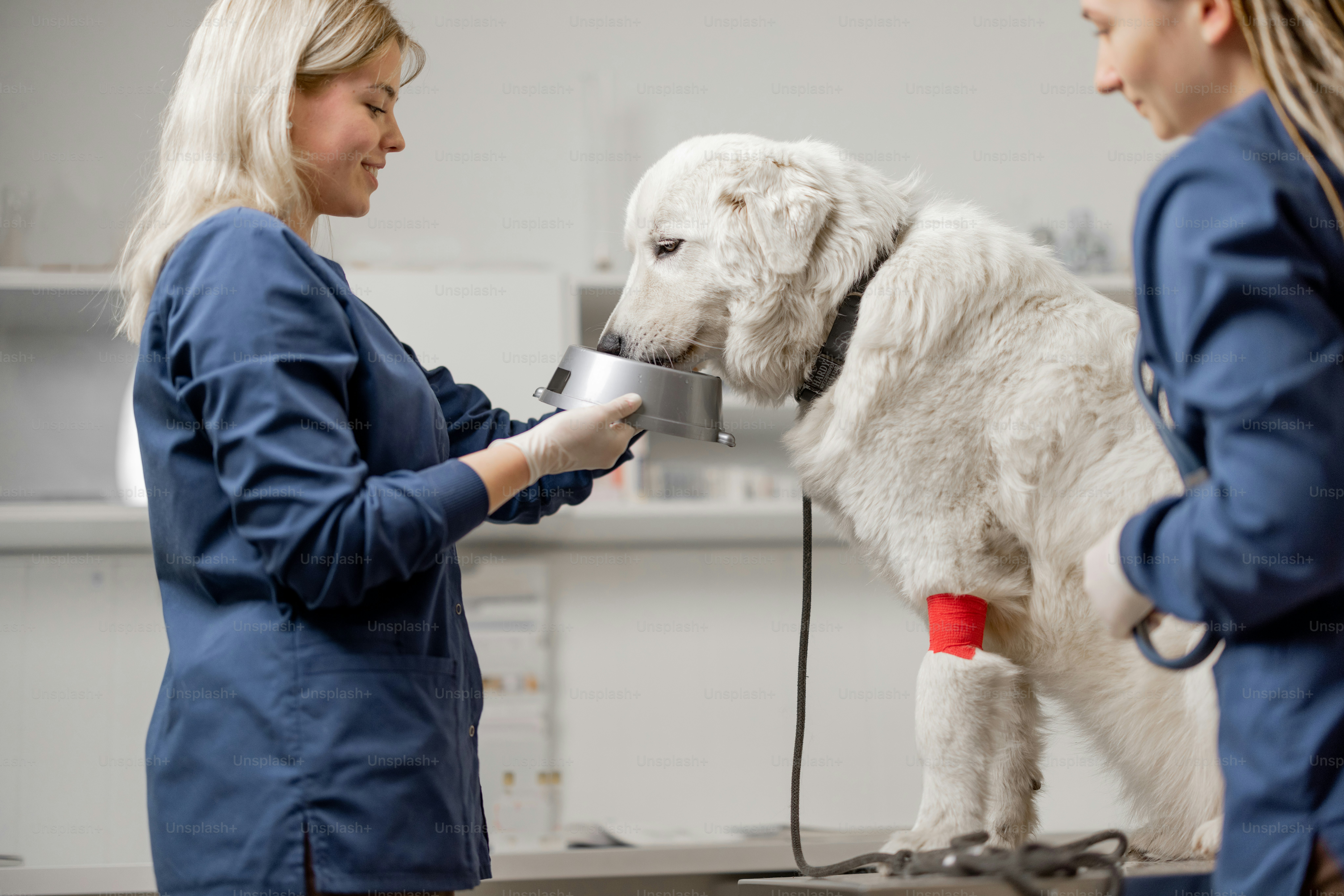 Veterinarian gives a water in dog's plate to patient sitting at examination table at vet clinic before the examinations and procedure. Pet lovers and pet care.