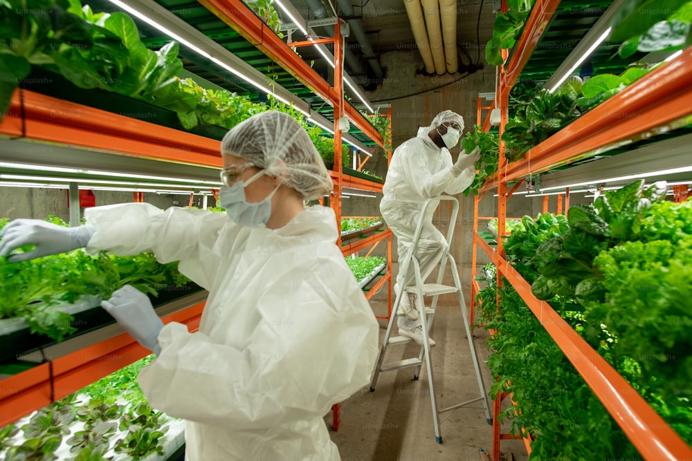 Workers of vertical farm examining leaves of lettuce and potting plants in modern greenhouse with LED lamps and metal frame