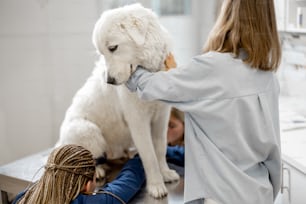 Eine Besitzerin umarmt und beruhigt einen großen weißen Schäferhund in einer Tierklinik, während Tierärzte die Krallen des am Untersuchungstisch stehenden Patienten trimmen. Behandlung und Haustierpflege. Suchen Sie einen Arzt auf.