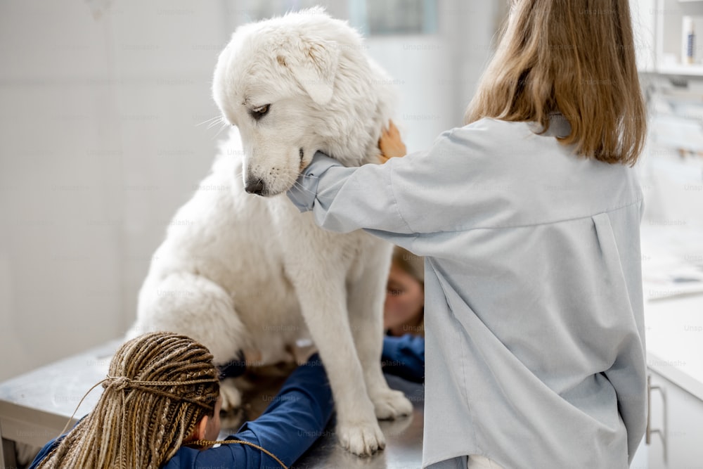 Female owner hugs and calm a big white sheepdog in a veterinary clinic while veterinarians trim the claws of patient standing at examination table. Treatment and pet care. Visit a doctor.