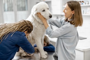 Female owner hugs and calm a big white sheepdog in a veterinary clinic while veterinarians trim the claws of patient standing at examination table. Treatment and pet care. Visit a doctor.