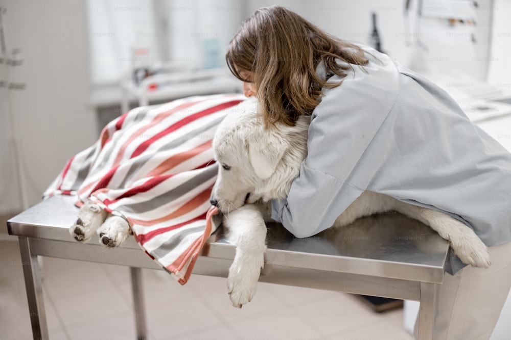 Female owner hugs and calm a big white sheepdog covered with a blanket in a veterinary clinic while patient lying at examination table and waiting a doctor. Treatment and pet care.