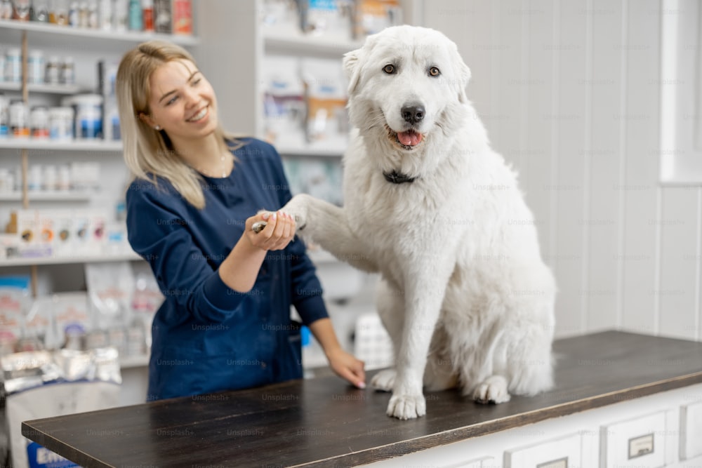 Female veterinarian with big white dog sitting on reception in veterinary clinic while pet gives a paw to the doctor. Pet care and treatment