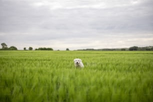 Funny big white sheepdog jumping on green rye field. Pet guards the field with harvest.