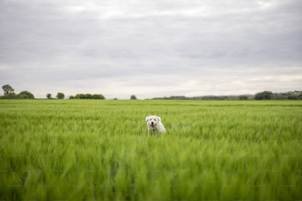 Funny big white sheepdog jumping on green rye field. Pet guards the field with harvest.