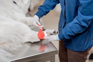 Tierarzt bindende Pfote eines großen weißen Hundepatienten mit roter elastischer Bandage. Haustierpflege und -behandlung. Erste Hilfe in der Tierklinik. Aufschließen