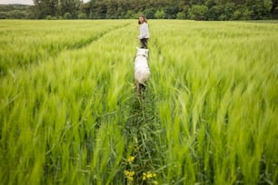 Woman with big white sheepdog running on green rye field. Freedom and activity. Copy space. Rear view