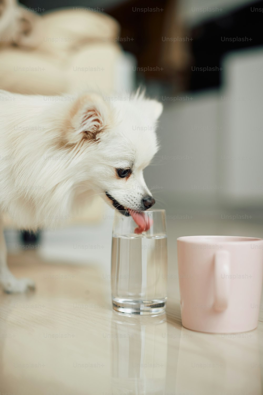 Perro sediento bebiendo agua de un vaso en casa.