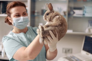 La veterinaria positiva della signora con la maschera ed i guanti del lattice tiene il simpatico coniglietto grigio all'esame nell'ufficio dell'ospedale. Cure mediche per animali domestici