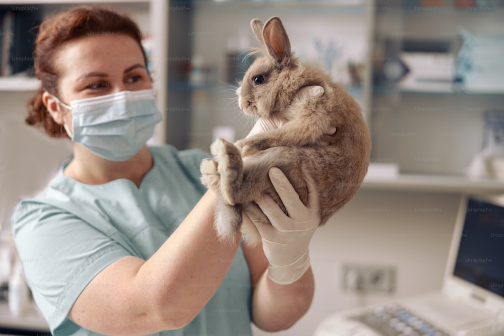 Positive lady veterinarian with mask and latex gloves holds cute grey bunny at examination in hospital office. Medical care of pets