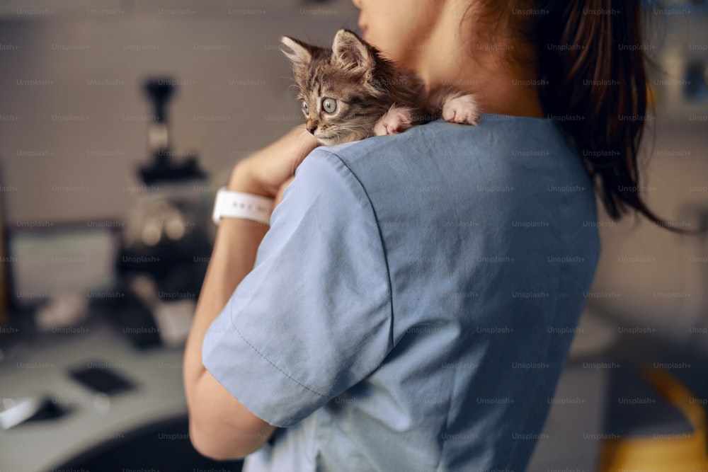 Brunette woman veterinarian holds scared little tabby kitten at appointment in modern clinic office closeup. Medical care of pets