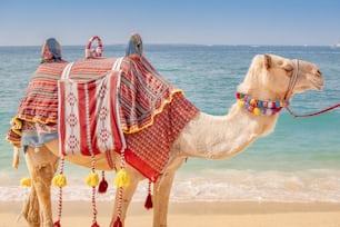 A decorated camel is waiting for tourists on the background of the sea. Travel adventures in Arabia and Africa