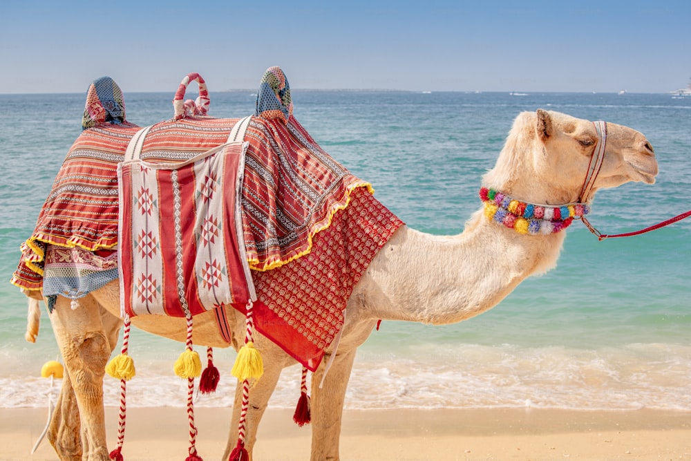 A decorated camel is waiting for tourists on the background of the sea. Travel adventures in Arabia and Africa