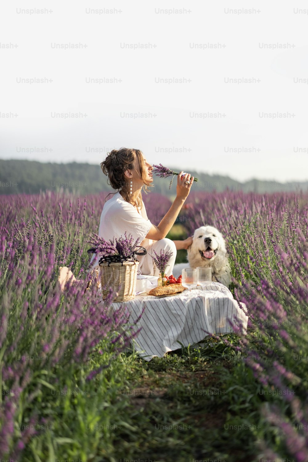 보라색 꽃다발이 있는 라벤더 밭에서 개와 함께 피크닉을 즐기는 젊은 여성. 아름답고 차분한 자연 개념