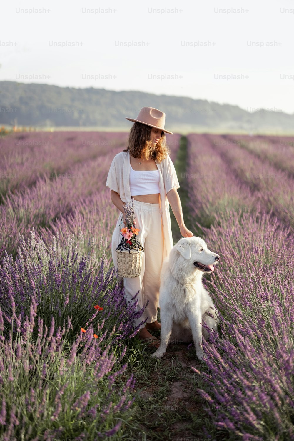 Woman staying on blooming lavender field with white big dog and enjoying the beauty of nature. Spending time together with pet. Beautiful destination in summertime.