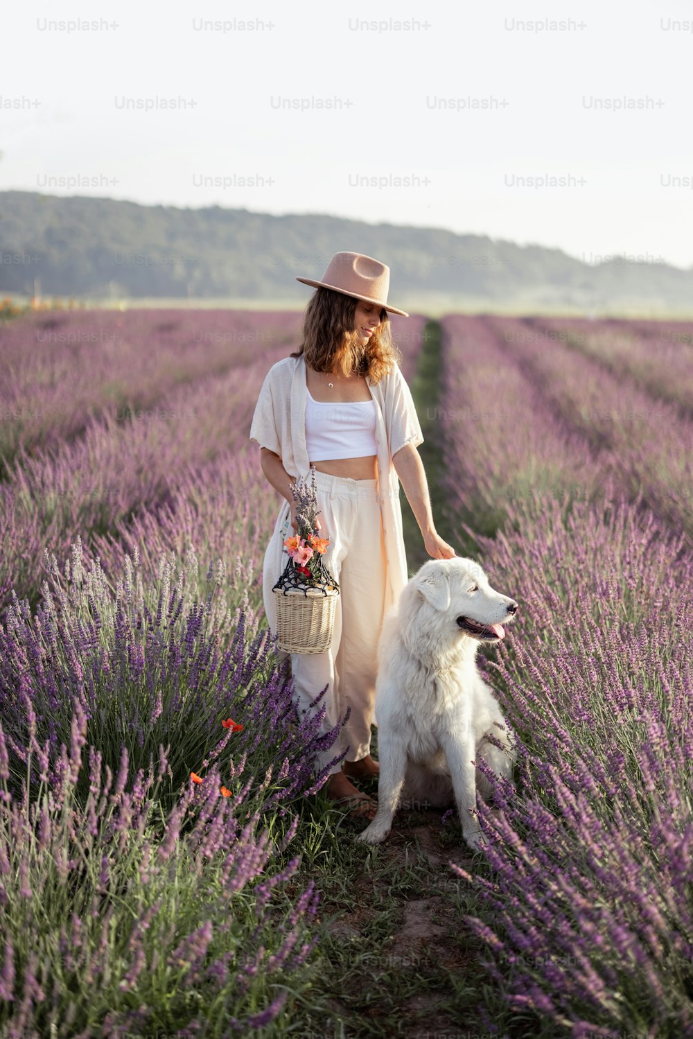 Donna che soggiorna sul campo di lavanda in fiore con il grande cane bianco e si gode la bellezza della natura. Trascorrere del tempo insieme all'animale domestico. Bellissima destinazione in estate.