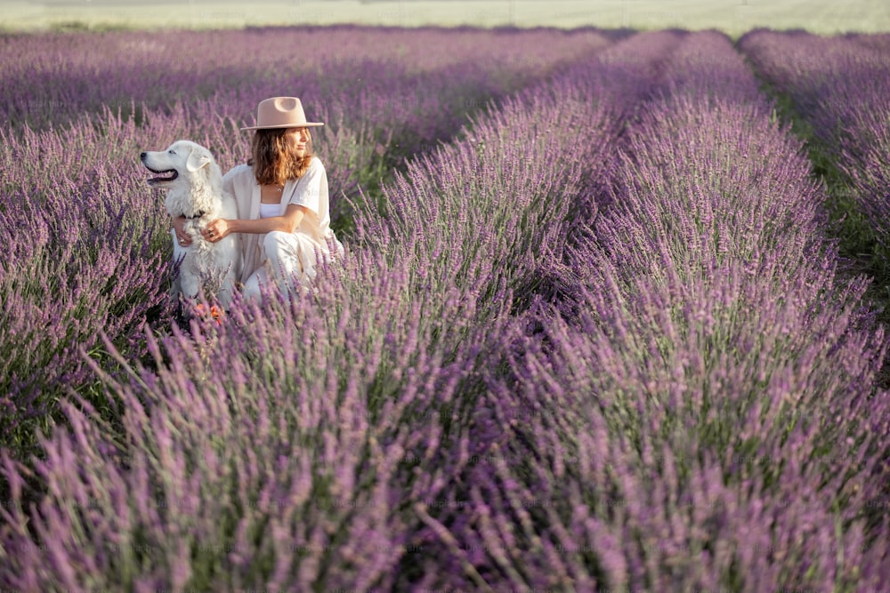 Woman sitting with dog on blooming lavender field with bucket of flowers and enjoying the beauty of nature. Travel together with pet. Beautiful destination in summertime.