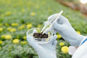 肥沃な土壌の入ったペトリ皿に緑色の苗の小さなサンプルを入れる現代の科学者の手袋をはめた手