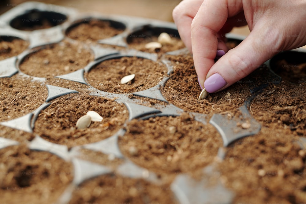 Jardinero femenino que pone la semilla en el suelo fértil o la turba en una de las macetas pequeñas