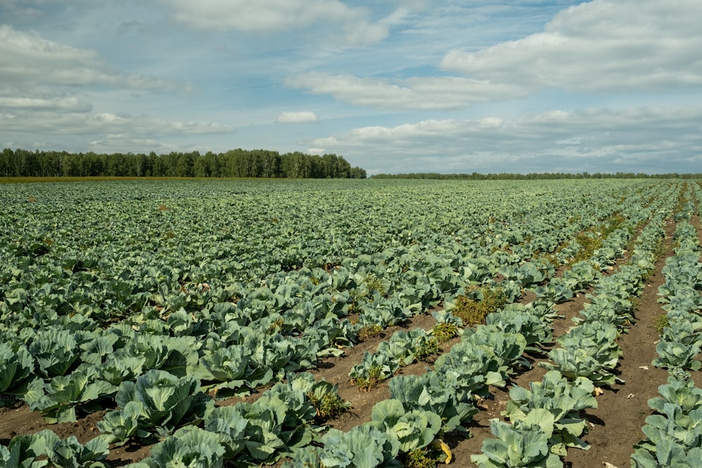 Perspective of long cabbage field with green vegetables growing in many rows