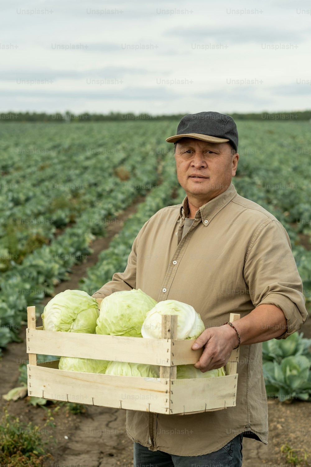 Male farmer of Asian ethnicity holding box with cabbage harvest while standing against field