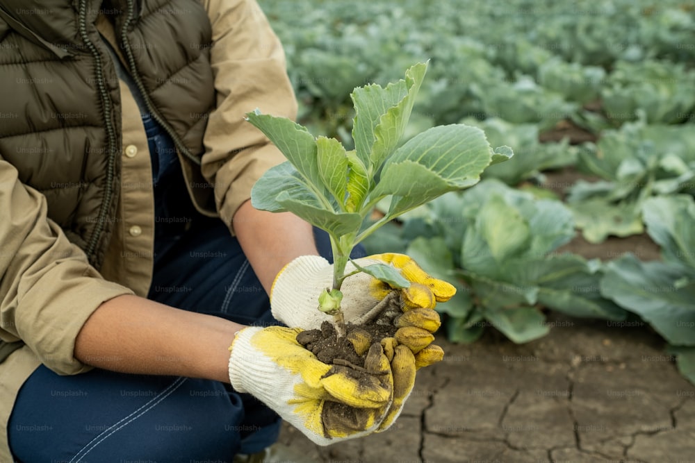 Young woman in floves and workwear holding seedling of new sort of cabbage