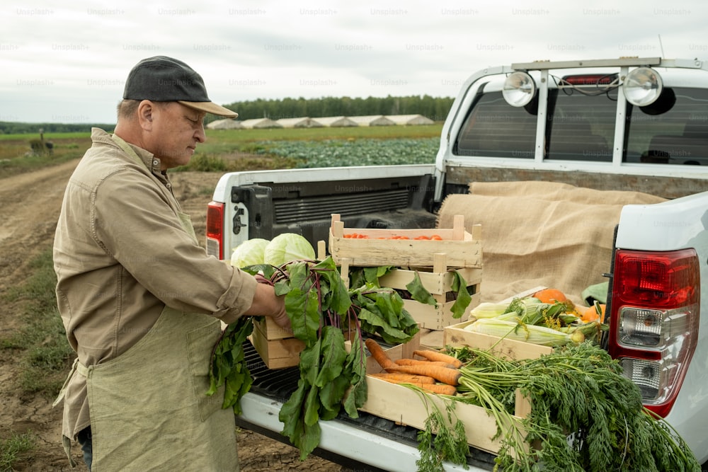 Mature farmer putting box with fresh beets on car trunk with other vegetables