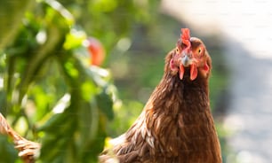 Une poule élevée en plein air à la recherche de nourriture dans un champ herbeux.