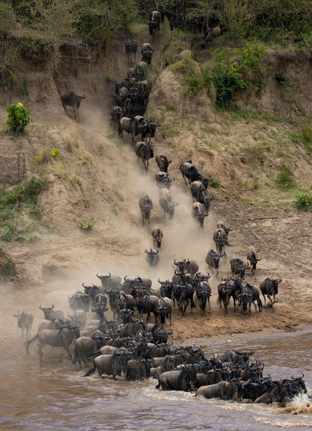 La migrazione degli gnu in Africa